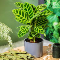 Calathea zebrina, Topf-Ø 14 cm, Höhe ca. 35-45 cm