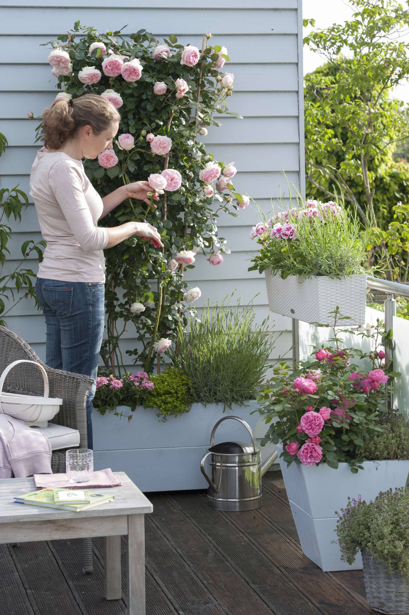 rosa Rosen im Kübel auf dem Balkon