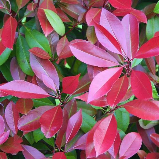 Photinia