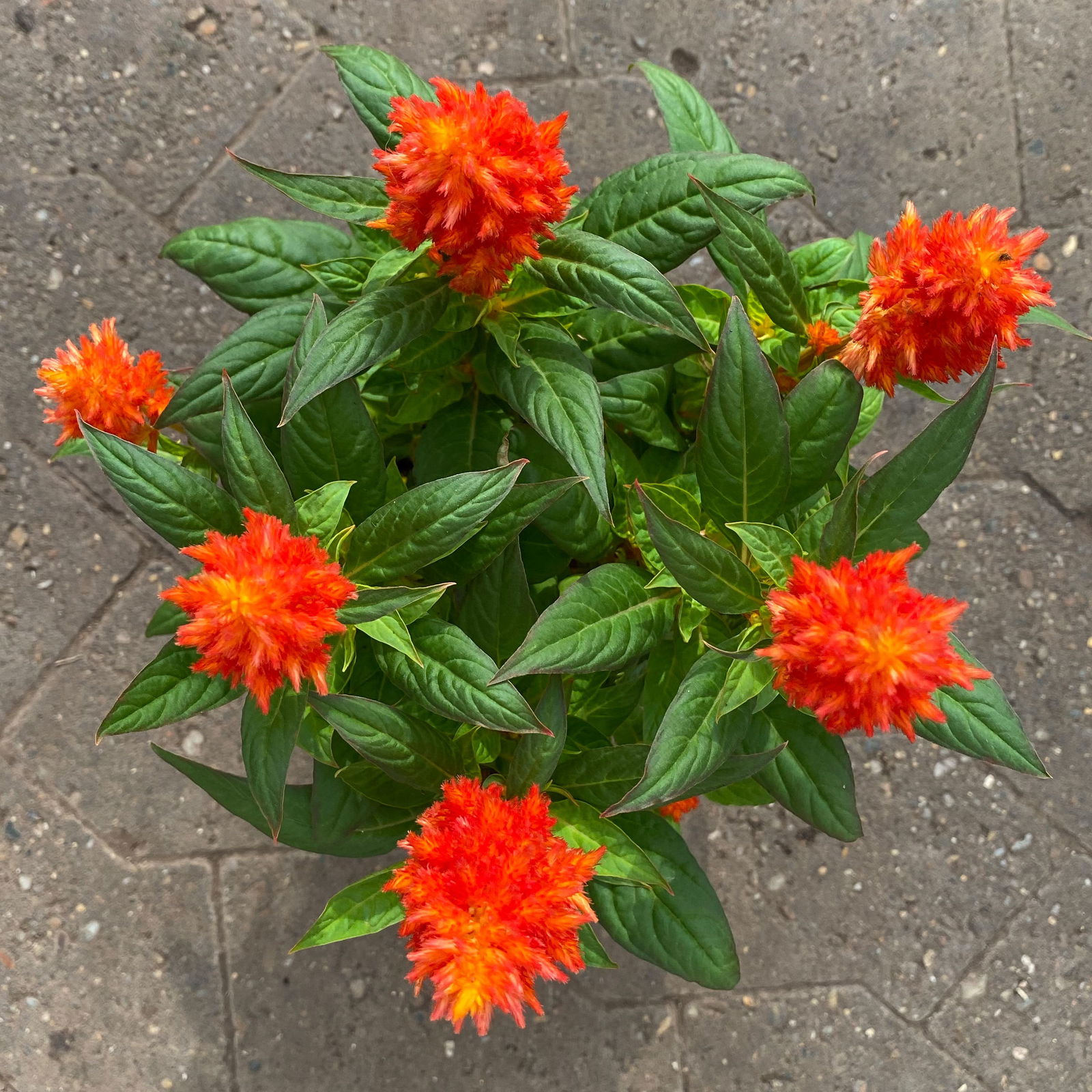 Celosia 'Kelos Fire Orange' orange, Topf-Ø 12 cm, 6er-Set