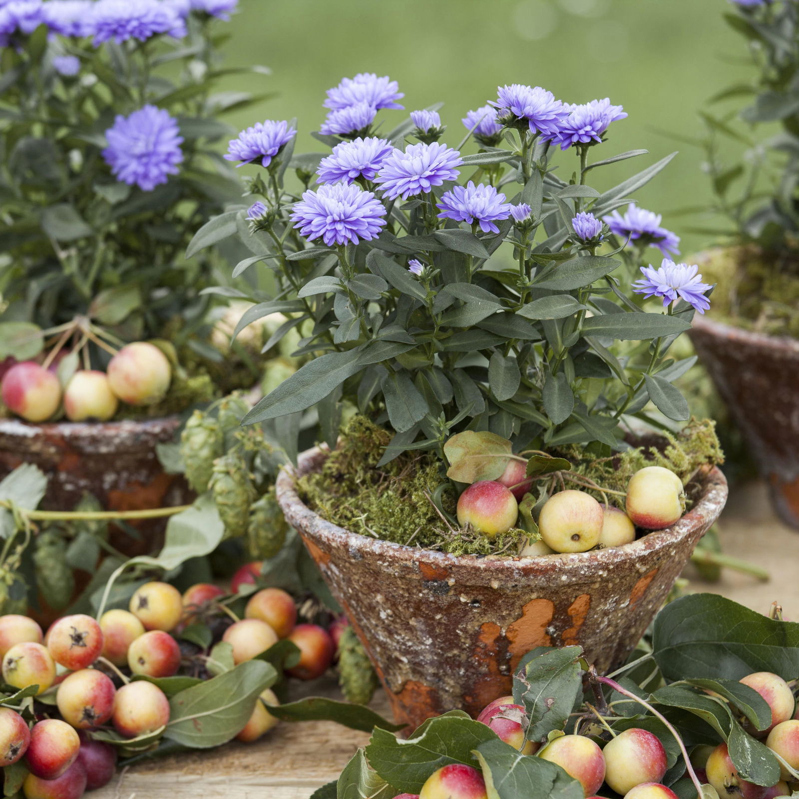 Aster novi-belgii, blau gefüllt, Topf-Ø 12 cm, 6er-Set