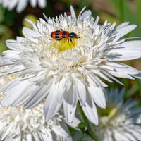 Bio Margerite 'Christine Hagemann' weiß, Topf-Ø 11 cm, 3er-Set