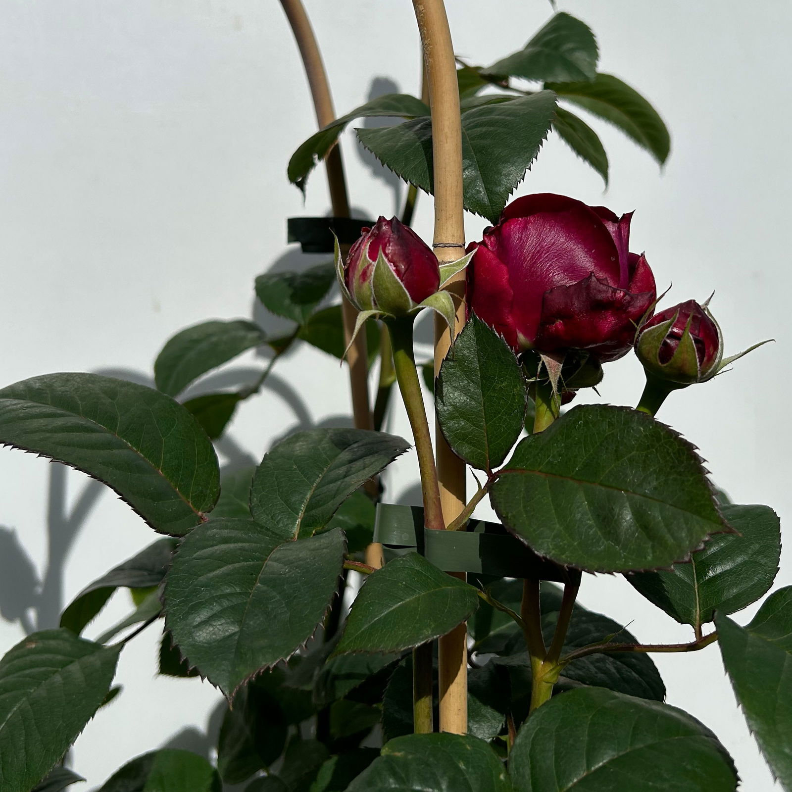 Duftende Edelrose 'Laudatio'®, purpur-pinkviolett, Doppelbogen, Topf 10 Liter