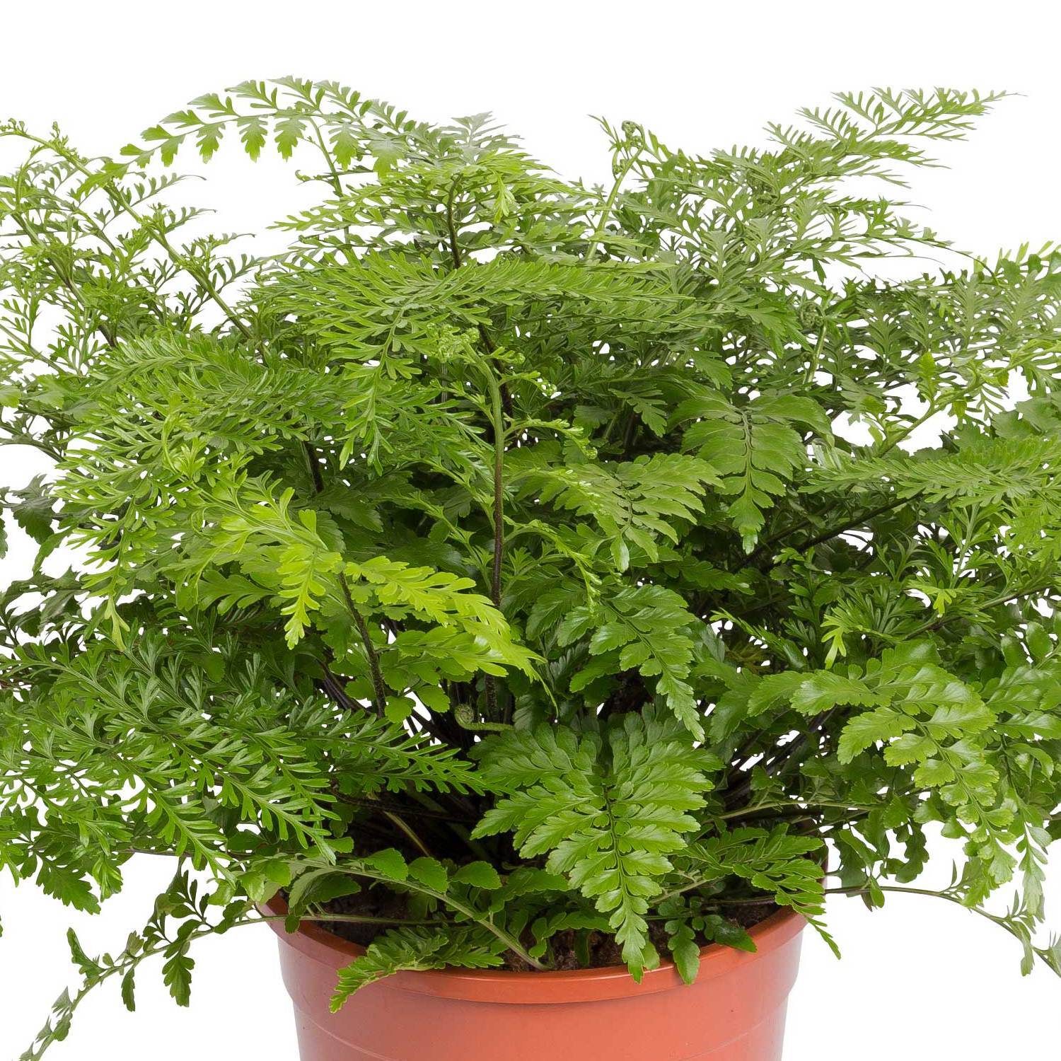 Asplenium 'Parvati', Topf-Ø 23 cm, Höhe ca. 50 cm