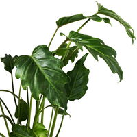 Philodendron xanadu im Korb Maki, Topf-Ø 17 cm, Höhe ca. 55 cm