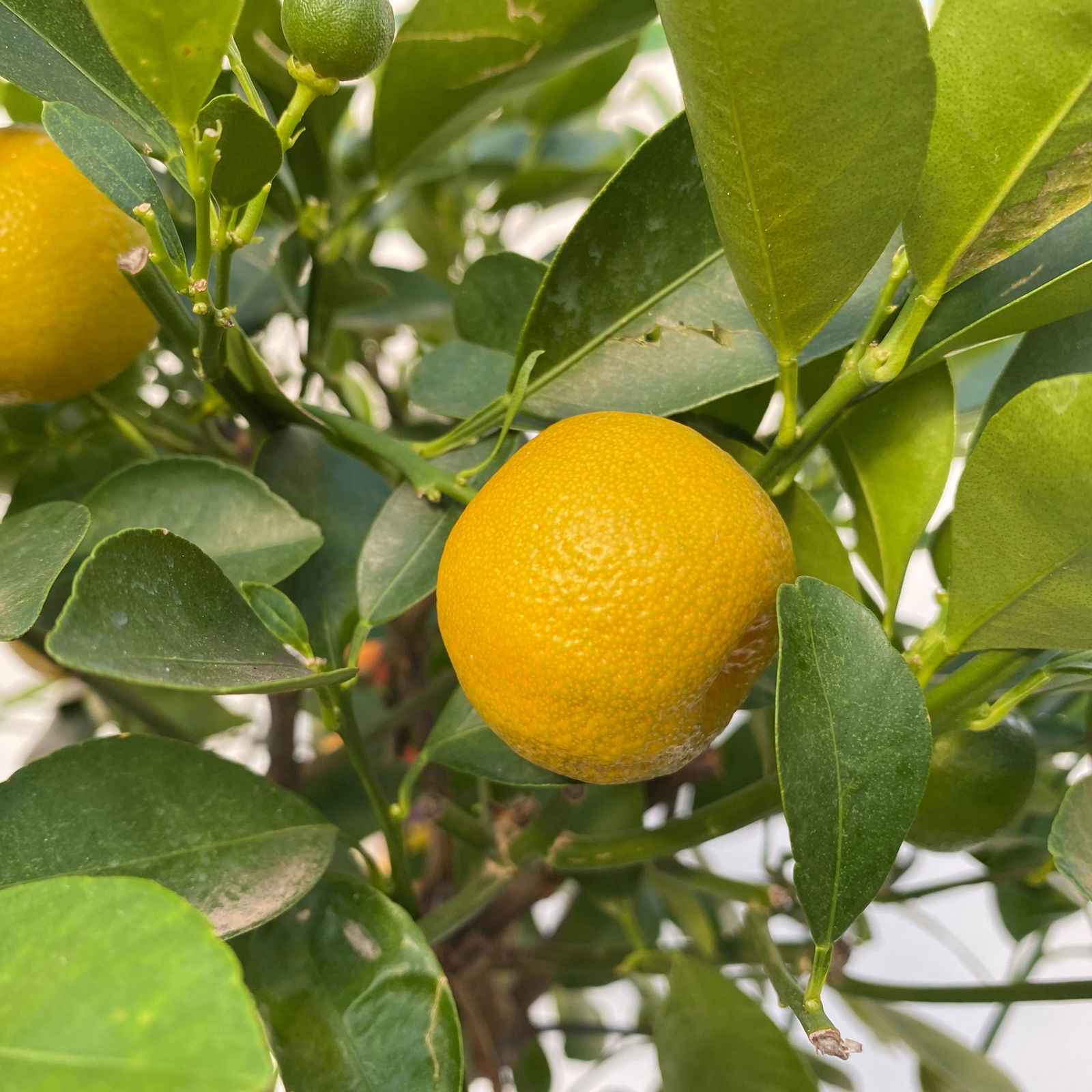 Calamondin, Stamm, Topf-Ø 20 cm, Höhe ca. 60 cm