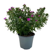 Aster novi-belgii, rosa gefüllt, Topf-Ø 12 cm, 6er-Set