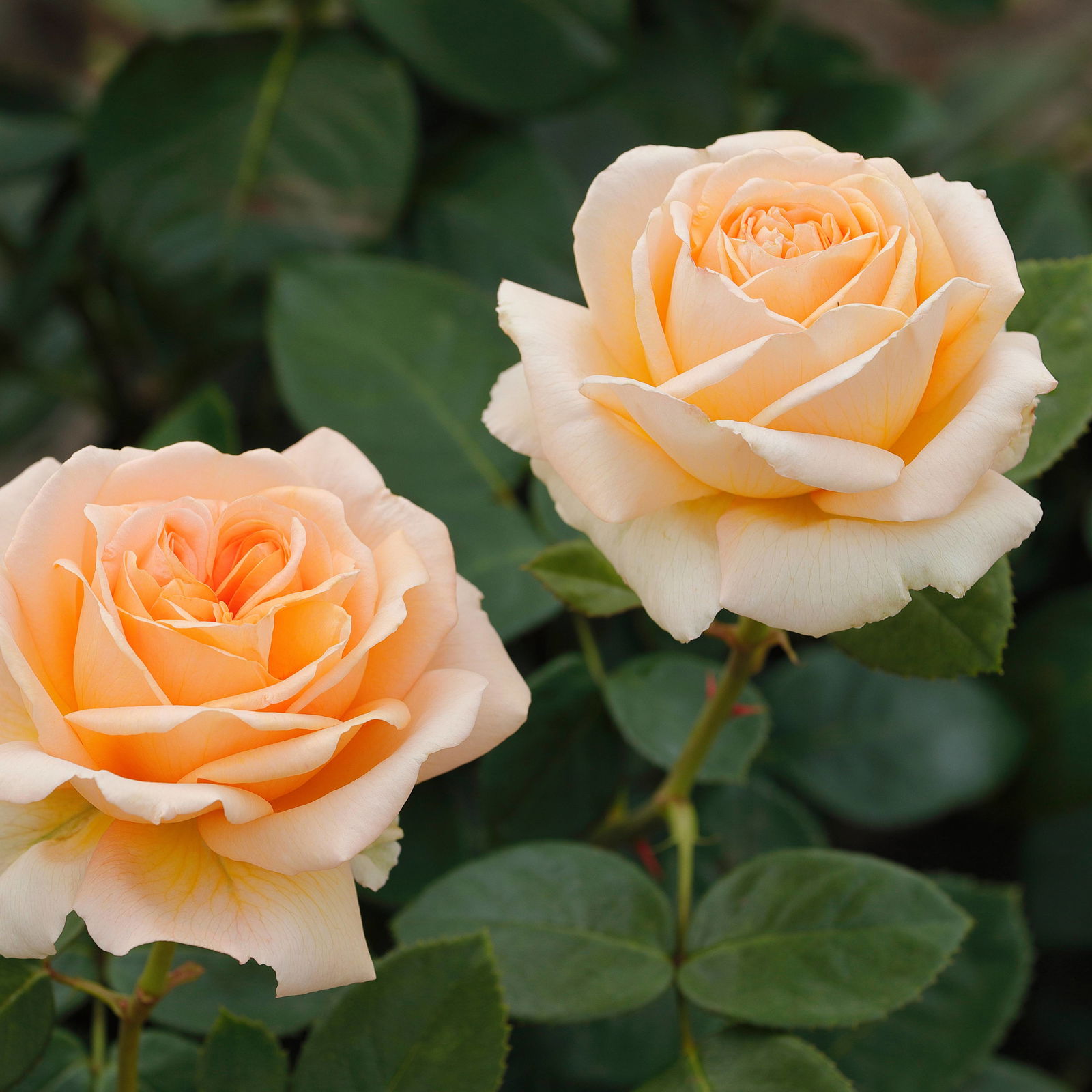 Duftende Edelrose 'Lady Capri'®, apricot, Topf 5 Liter