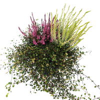 Knospenheide Mix mit Mühlenbeckia, Topf-Ø 17cm, 2er-Set