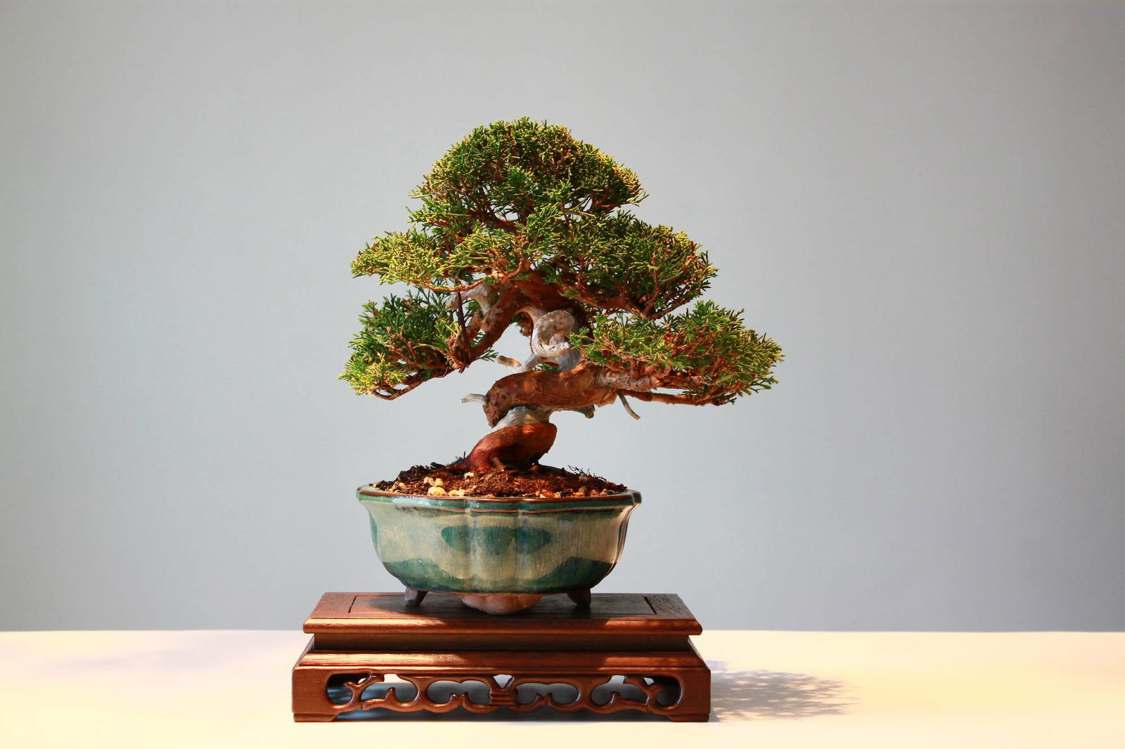 Bonsai 