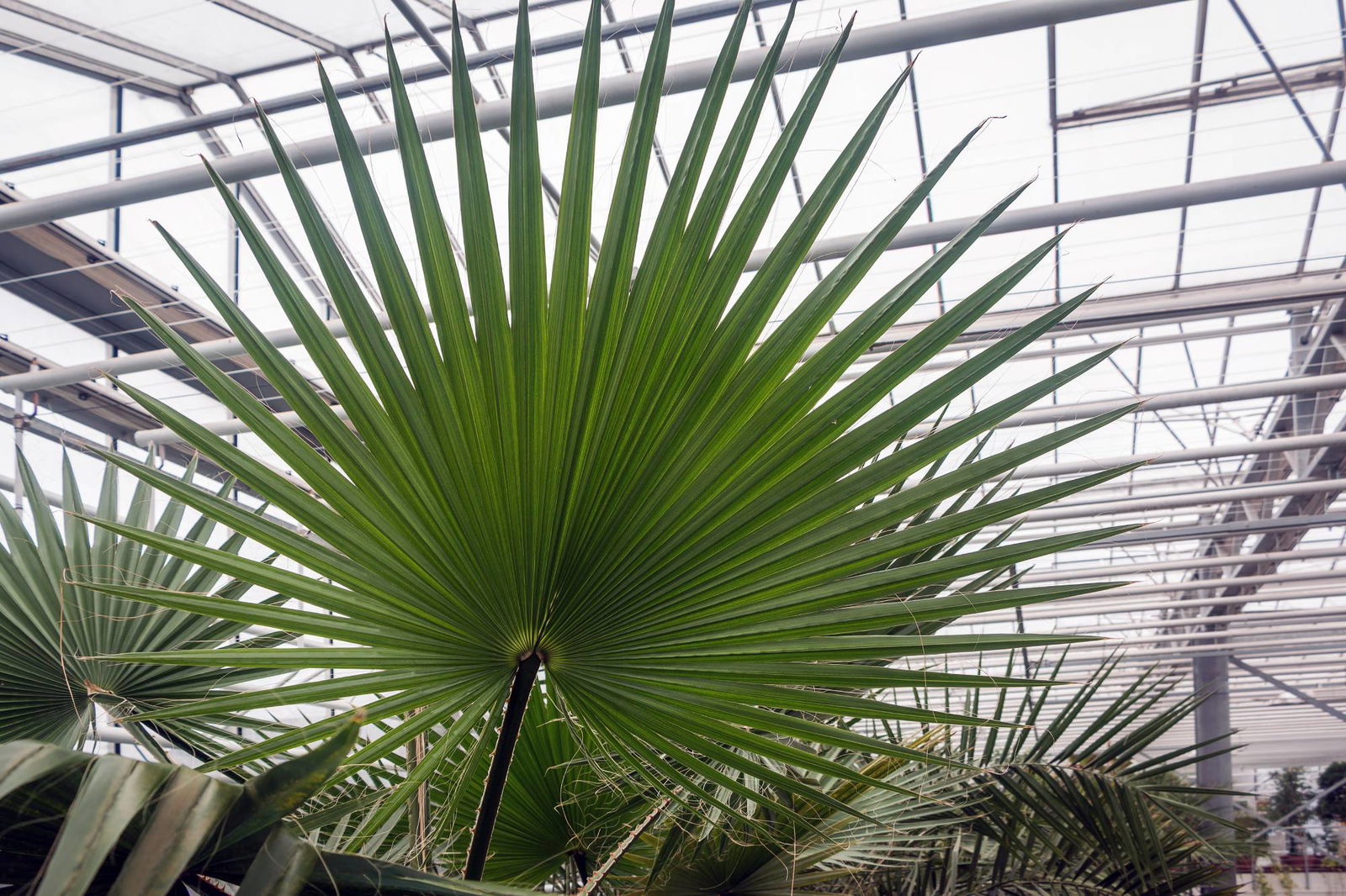 Washingtonia