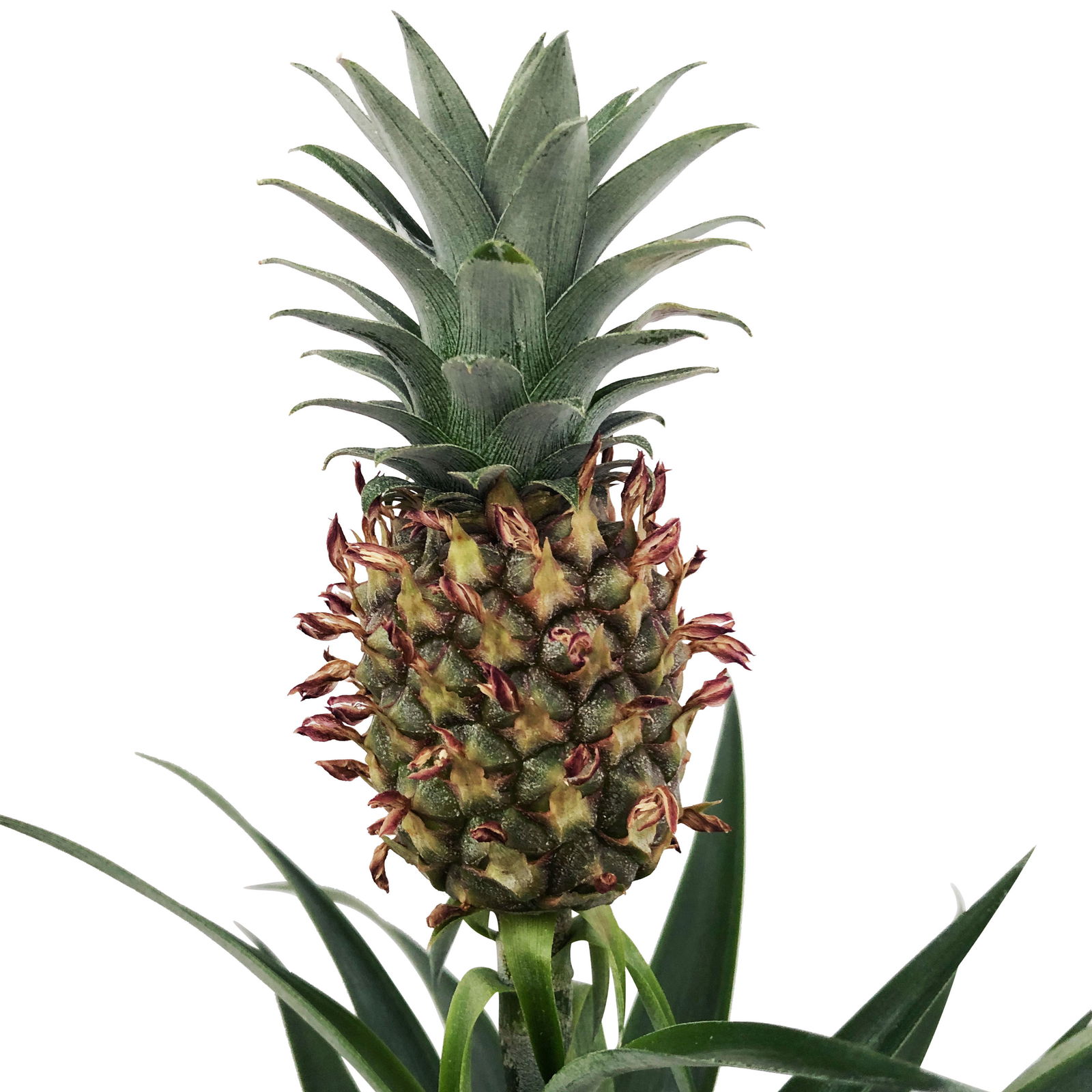 Zier-Ananas 'Amigo', Topf-Ø 12cm, mit Korb Maki, Höhe ca. 45 cm