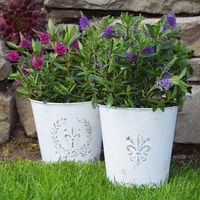 Hebe 'All Blooms®' lila, Topf-Ø 12 cm, 3er-Set