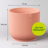 Bergpalme mit Übertopf Vibes rosa, Topf-Ø 12 cm, Höhe ca. 30 cm, 2er-Set