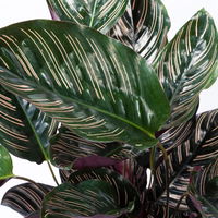 Korbmarante, Goeppertia ornata syn. Calathea, Topf-Ø 19 cm, Höhe ca. 65-85 cm