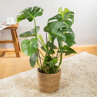 Monstera deliciosa in Korb Osaka, Topf-Ø 21 cm, Höhe ca. 50-70 cm