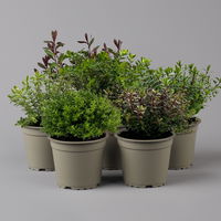 Hebe 'Greenboys®', Mix zufällig, Topf-Ø 12cm, 6er-Set