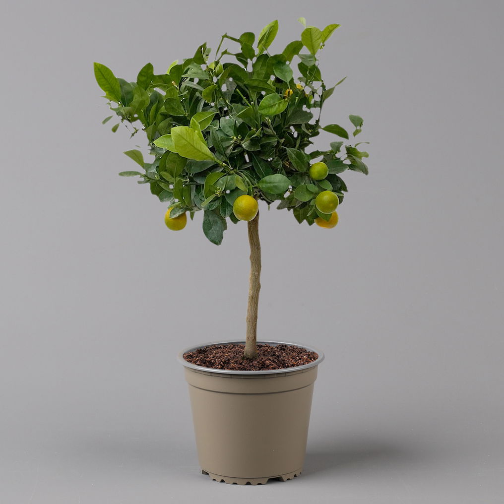 Calamondin, Stamm, Topf-Ø 20 cm, Höhe ca. 60 cm