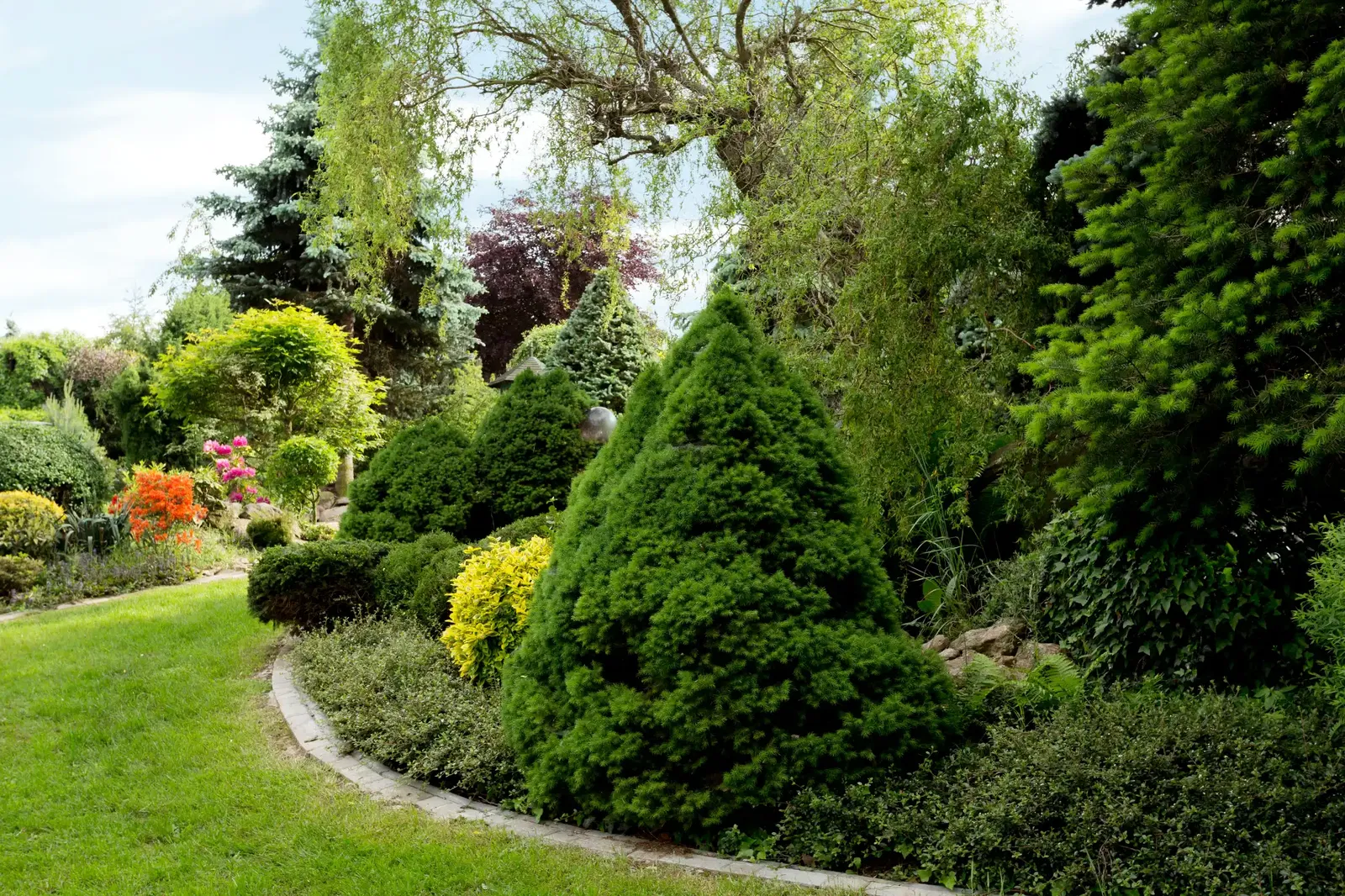 Immergrüne Pflanzen im Garten