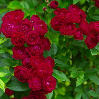 Ramblerrose 'Perennial Domino®', magentarot, Topf 5 Liter