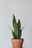 Bogenhanf Art Sansevieria