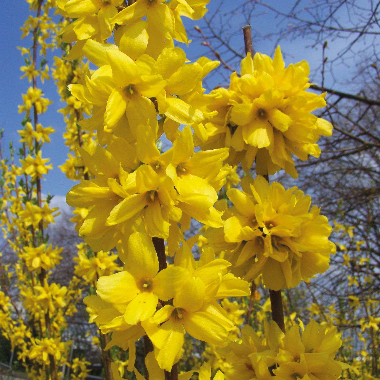 Großblütige Forsythie 'Goldrausch', 5er-Set, Höhe 40-60 cm, Topf 3 Liter