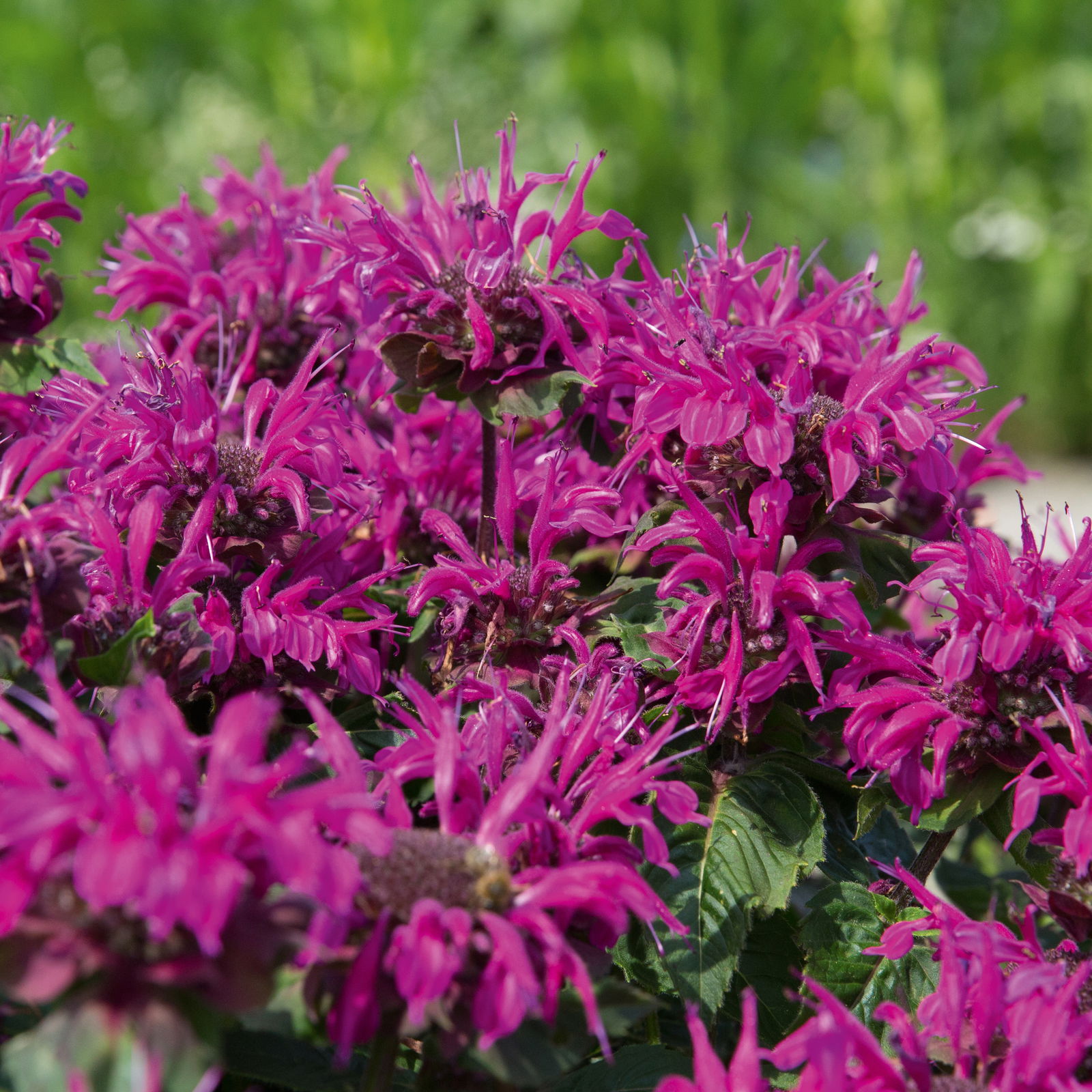 Kölle's Beste Indianernessel 'Melua Violet' violett, 3 Liter Topf