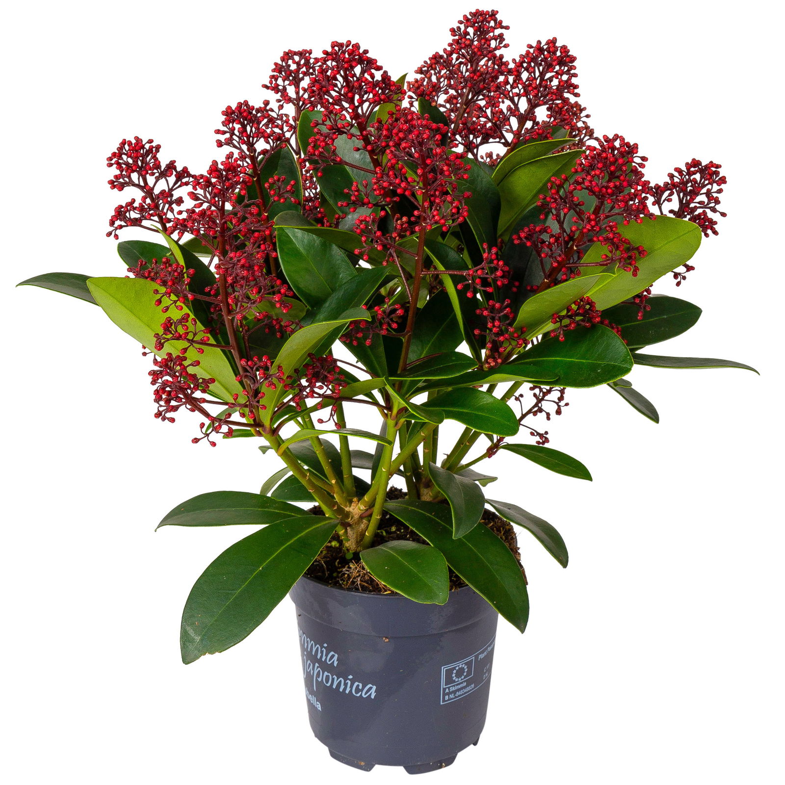 Blütenskimmie ‘Rubella’, Skimmia japonica, rot, 4er Set, Topf 10,5 cm Ø