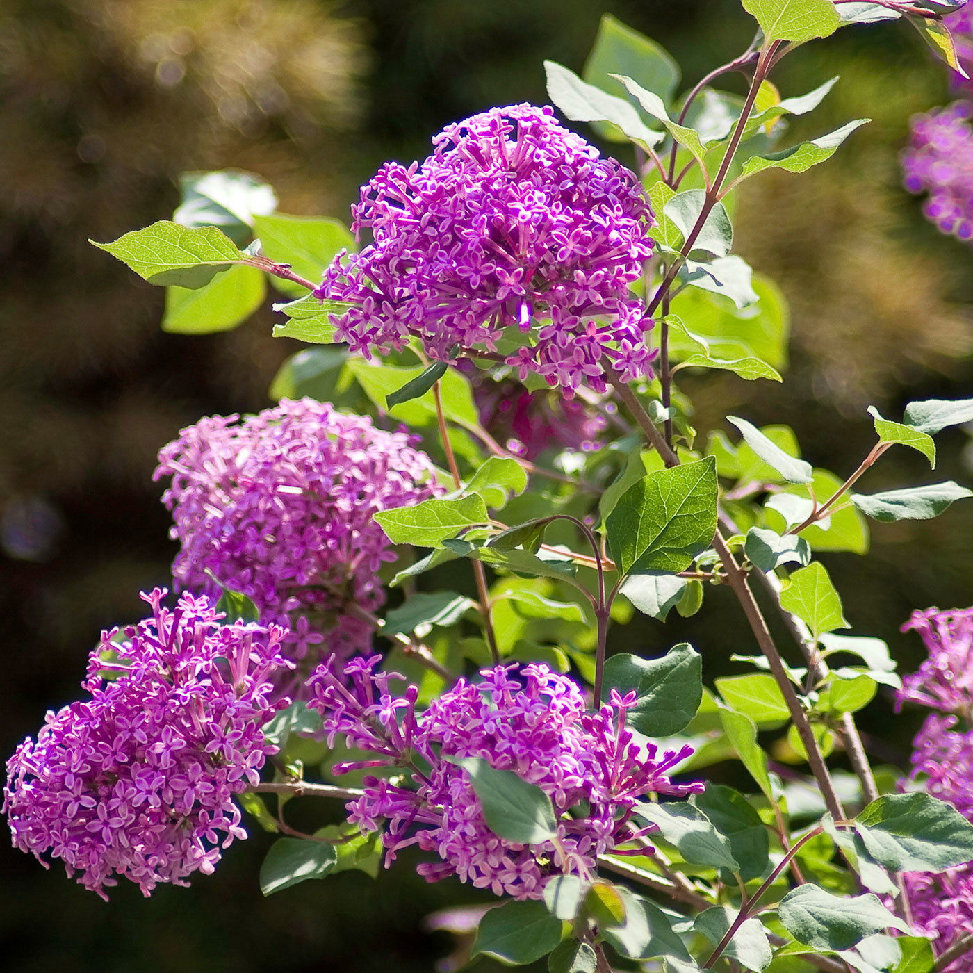 Zwerg-Duftflieder 'Bloomerang'® 'Dark Purple'(S), Syringa, dunkellila, im 19 cm Topf