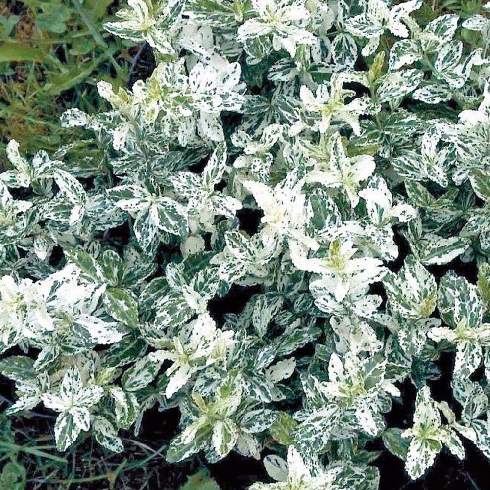 Euonymus fortunei 'Harlequin', Topf-Ø 9 cm, 12er-Set