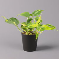 Philodendron 'Brasil' in Keramiktopf Dallas anthrazit, Topf-Ø 12cm, 2er-Set