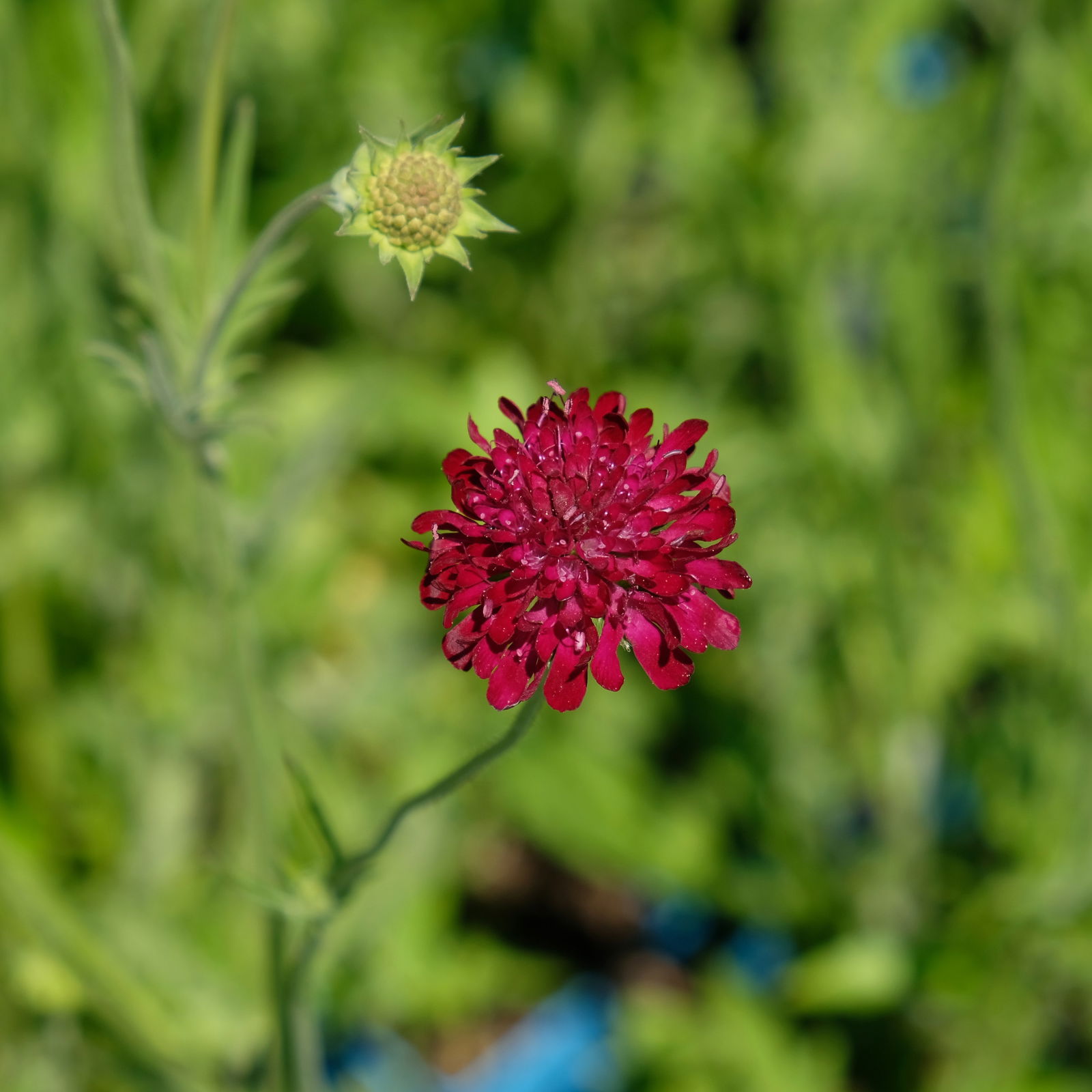 Bio Witwenblume rot, Topf-Ø 11 cm, 3er-Set