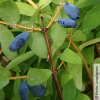 Sibirische Blaubeere, Lonicera kamtschatika 'Balaleika®', im Topf 5 lt.