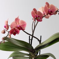 Phalaenopsis orangerot, 2 Rispen, Topf-Ø 12 cm, Höhe ca. 50 cm