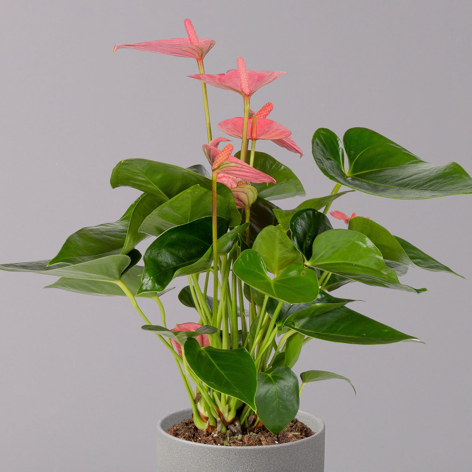 Flamingoblume 'Pink Champion', Topf-Ø 12 cm, Höhe ca. 35 cm, 3er-Set