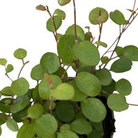 Mühlenbeckia, Mini, Topf-Ø 6 cm, 12er-Set