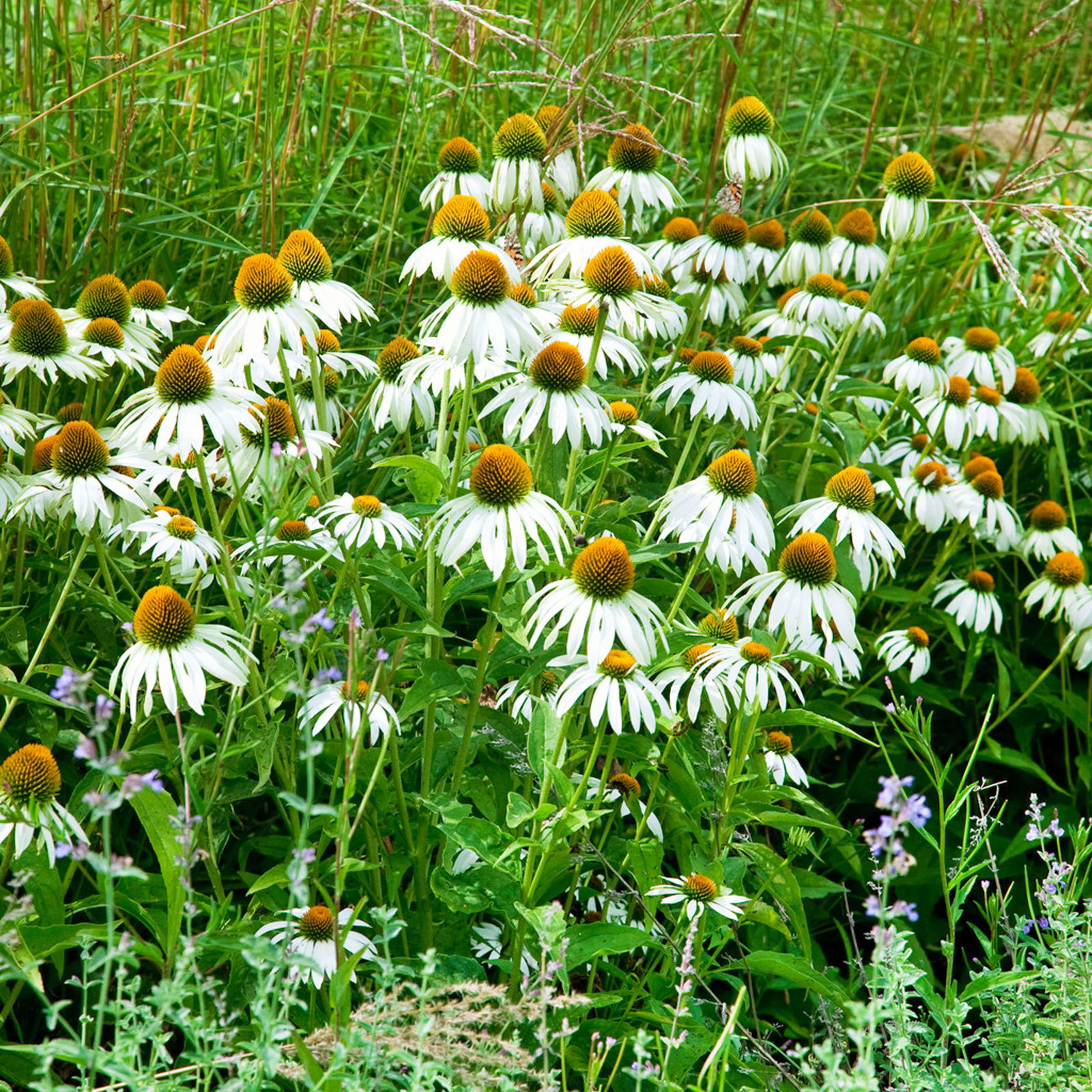 Echinacea purpurea 'Alba' weiß, Topf 3 Liter