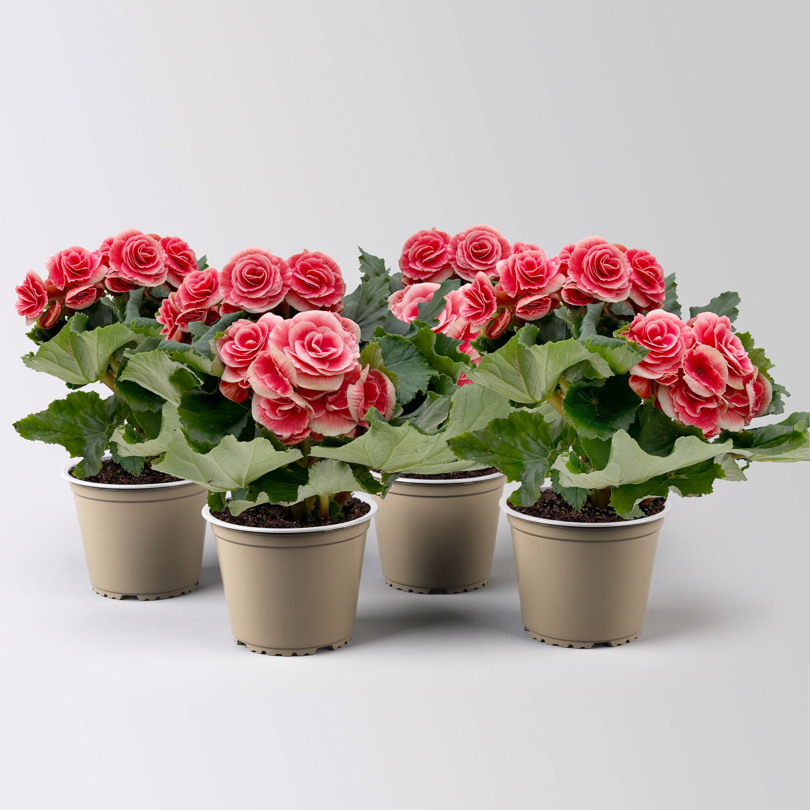 Begonie elatior 'Borias®' rosa-weiß, Topf-Ø 14 cm, 4er-Set