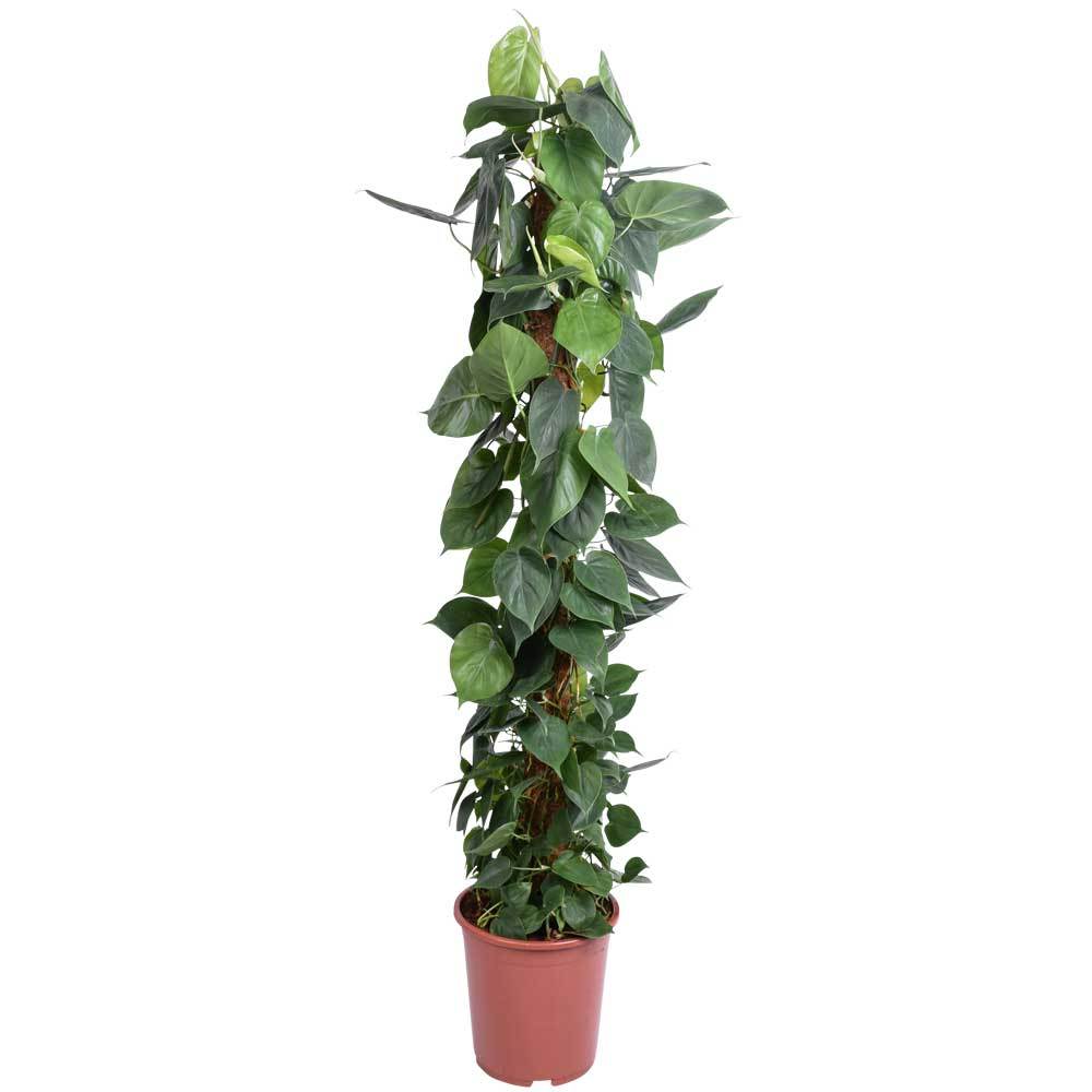 Philodendron scandens, Topf-Ø 27 cm, Höhe ca. 150 cm