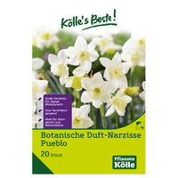 Botanische Duft-Narzisse 'Pueblo', weiß, 20 Blumenzwiebeln