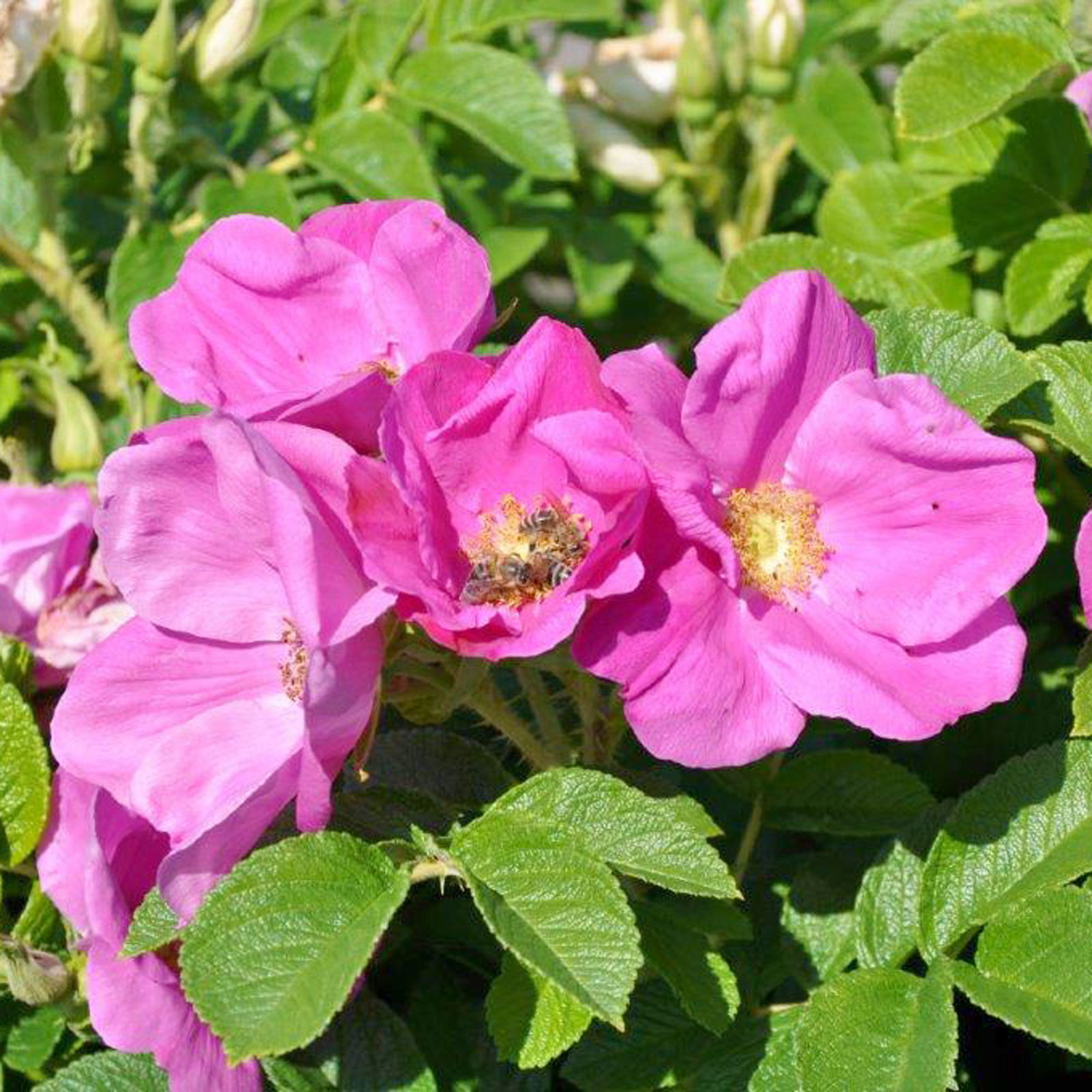 Rosarote Kartoffelrose 'Rubra', 3er-Set, Höhe 40-60 cm, Topf 4,6 Liter