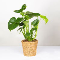 Monstera deliciosa in Korb Gaby natur, Topf-Ø 21 cm, Höhe ca. 40-60 cm