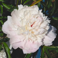 Pfingstrose, Paeonia lactiflora 'Shirley Temple', zartrosa, Topf 3 l