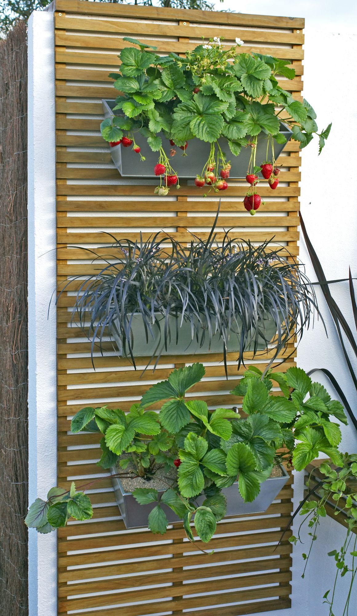 Vertical Gardening