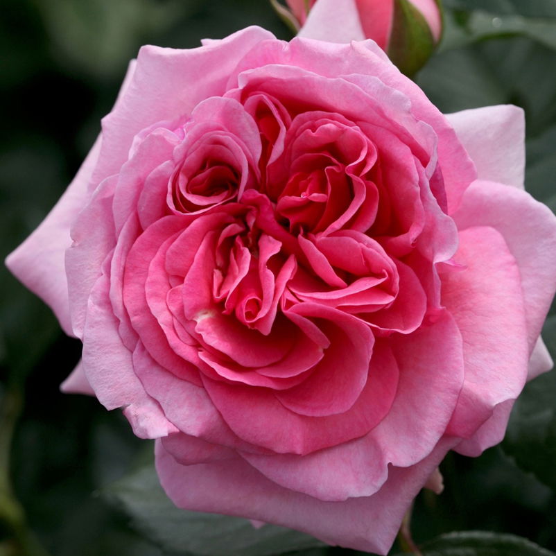 Kletterrose 'Kölle's Rosenpoesie®', rosa-changierend, Topf 5 Liter