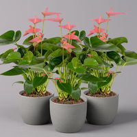 Flamingoblume 'Pink Champion', Topf-Ø 12 cm, Höhe ca. 35 cm, 3er-Set