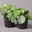 Pilea peperomioides in Topf anthrazit, Topf-Ø 12 cm, H: ca. 20 cm, 2er-Set