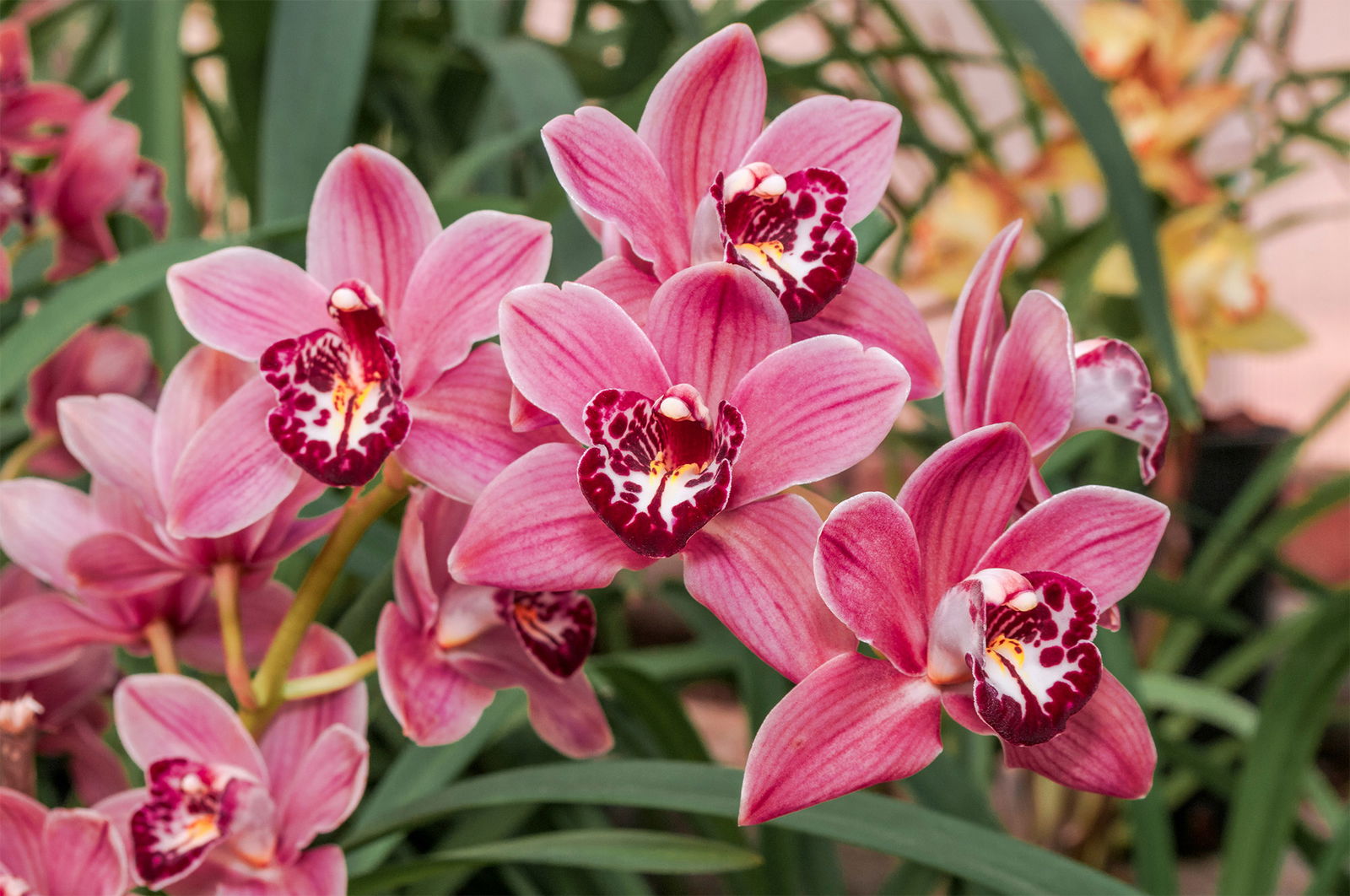 Cymbidium