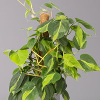 Philodendron 'Brasil', am Moosstab, Topf-Ø 15 cm, Höhe ca. 55 cm