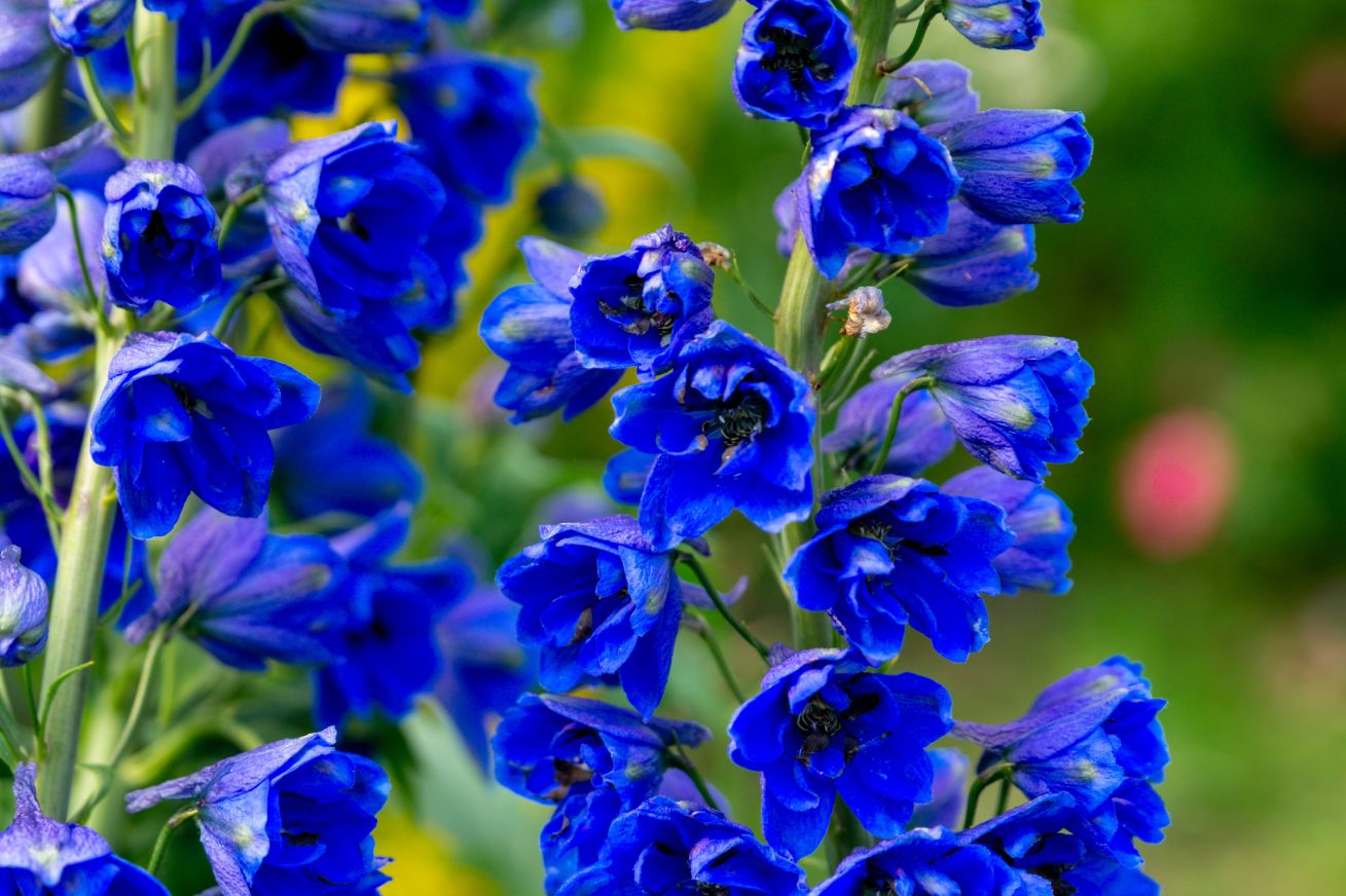 Gartenarbeit Juni - Blaue Blüten